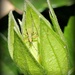 Bud Bug by tara11