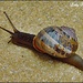 Snails reaches Top Gear. by ladymagpie