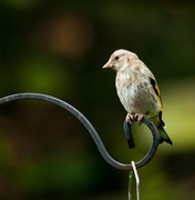 22nd Jun 2013 - 22nd June Young Goldfinch