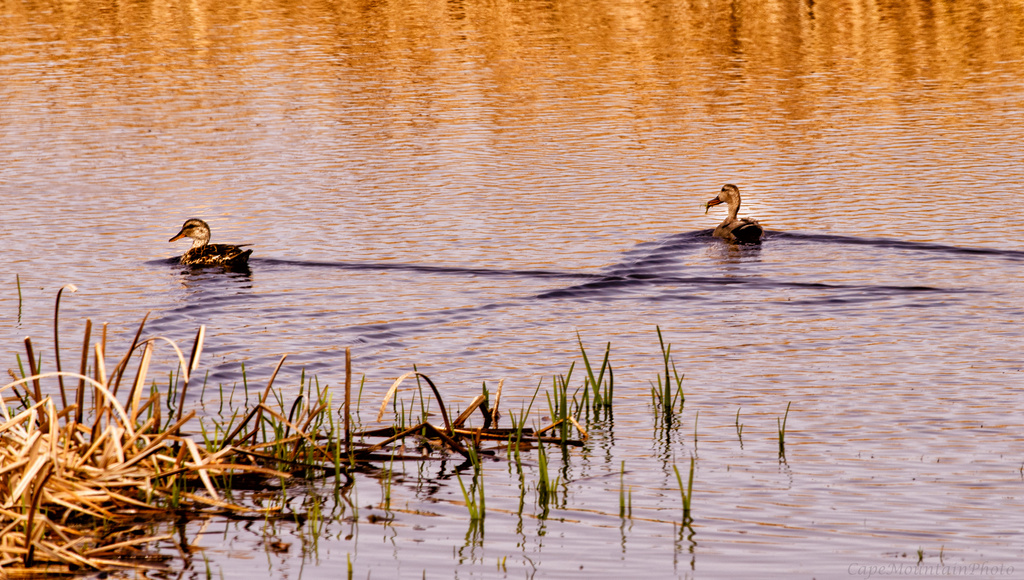 Gadwall Pair Out For a Swim by jgpittenger
