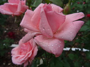 22nd Jun 2013 - Day 18 Pink Rose