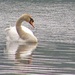 Swan by beryl