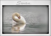 22nd Jun 2013 - Swan  --preening !
