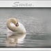 Swan  --preening ! by beryl