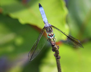 22nd Jun 2013 - Dragonfly perch
