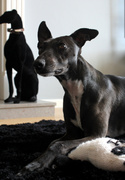 22nd Jun 2013 - Ornamental Whippet, Real Whippet, Whippet Toy