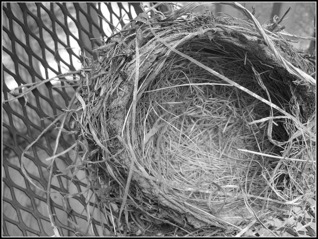 Bird's Nest by olivetreeann