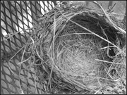 22nd Jun 2013 - Bird's Nest