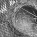 Bird's Nest by olivetreeann