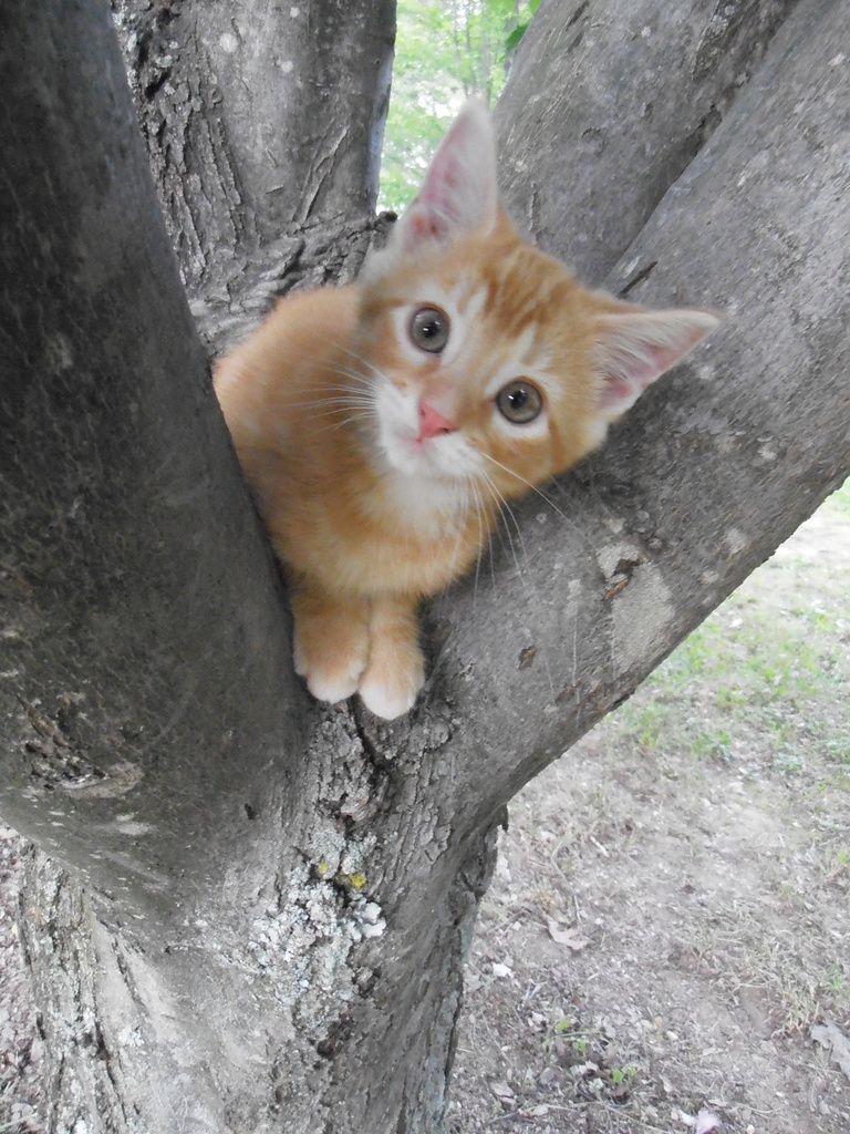Climbing a Tree by julie