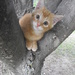 Climbing a Tree by julie