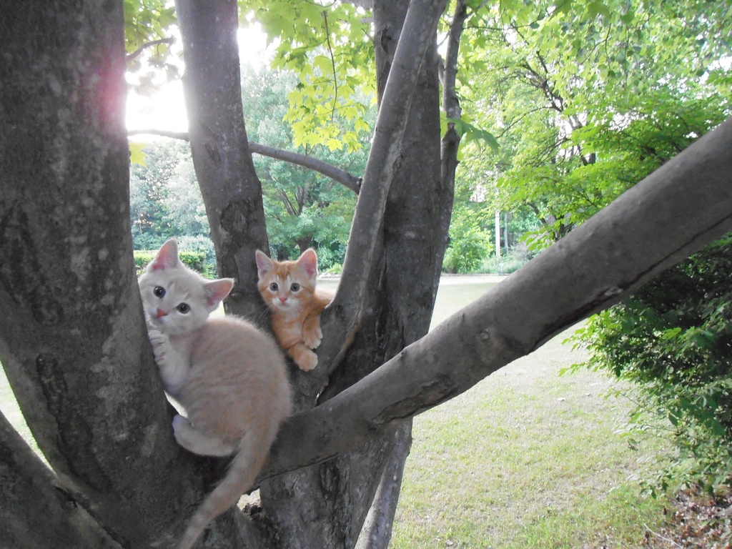 Climbing Trees Together by julie