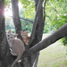 Climbing Trees Together by julie