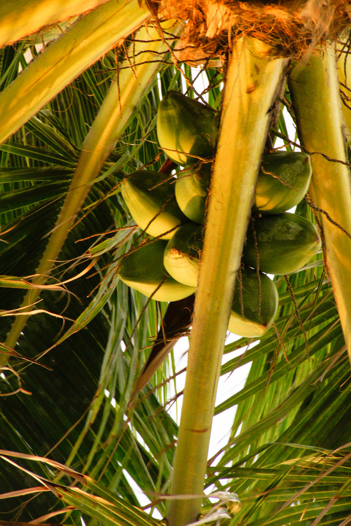 Coconuts by danette