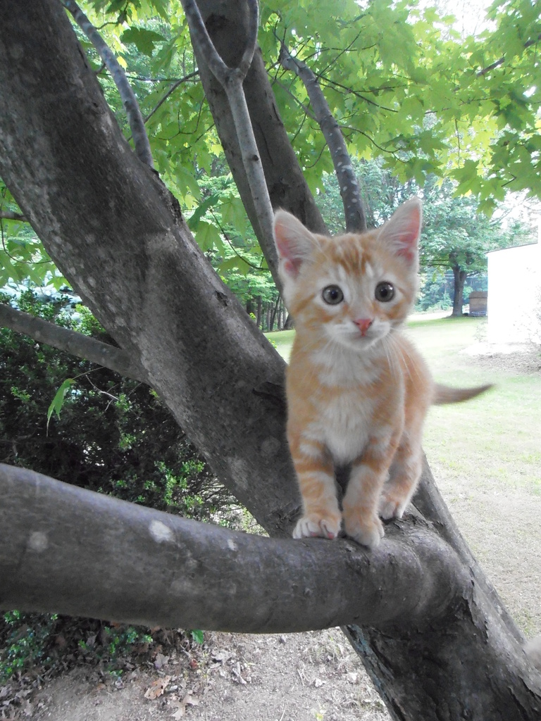 Copper Climbing a Tree by julie