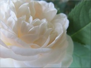 22nd Jun 2013 - Romantic Rose