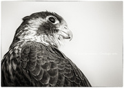 22nd May 2013 - Portrait of a Peregrine