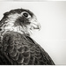 Portrait of a Peregrine by aikiuser