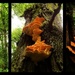 Humungus fungus - 22-6 by barrowlane