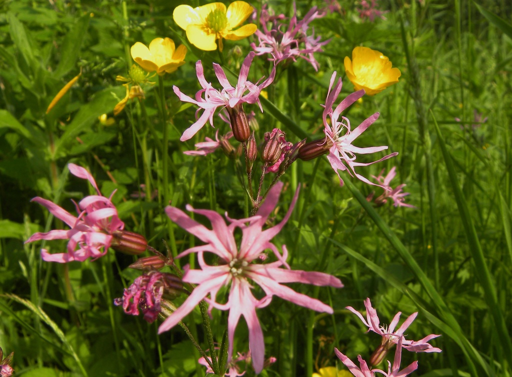 Ragged Robin and Meadow Buttercups by oldjosh