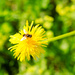 Wasps on dandelion by elisasaeter