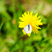 Butterfly on dandelion by elisasaeter