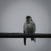 Swallow by jgpittenger