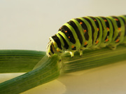 23rd Jun 2013 - How would you call up caterpillar?