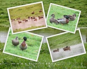 24th Jun 2013 - Ducks in the rain
