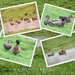 Ducks in the rain by kiwiflora