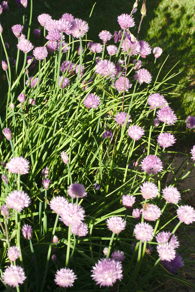 Chives by darkhorse
