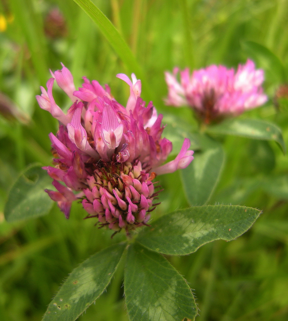 Red clover. by pyrrhula
