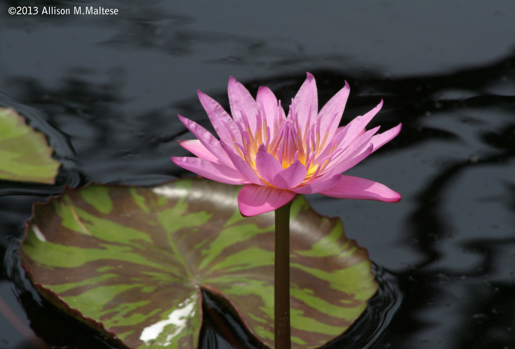 Water Lily by falcon11