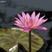 Water Lily by falcon11