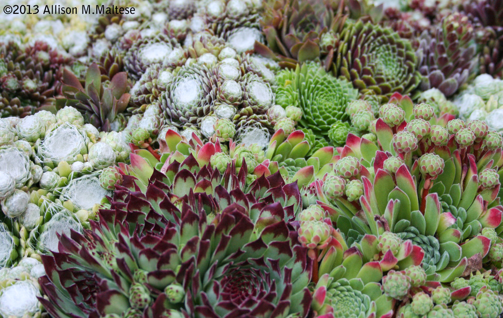 More Newport Flower Show by falcon11