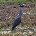 Yellow Crowned Heron by grannysue