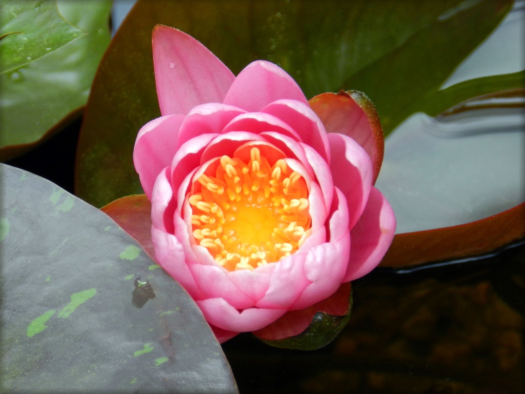Pink Water Lily by paintdipper