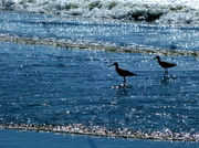 23rd Jun 2013 - Birds in the Surf