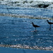 Birds in the Surf by calm