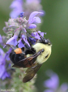 19th Jun 2013 - Brown-belted bumble bee