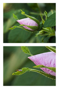 23rd Jun 2013 - Every Flower...has it's bug