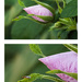 Every Flower...has it's bug by gardencat