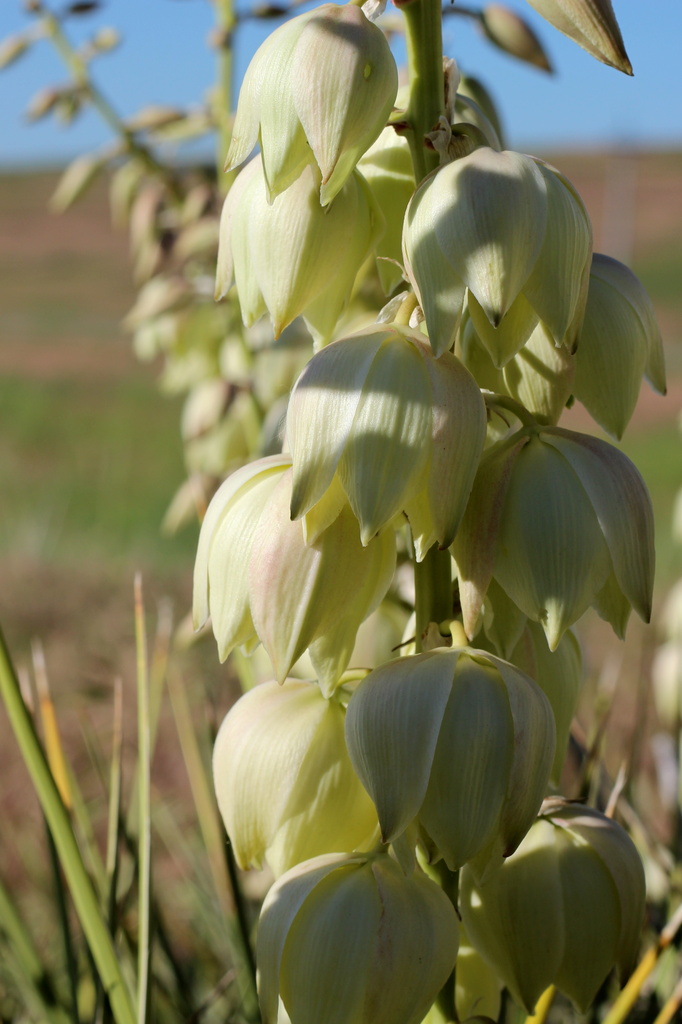 Yucca by aecasey