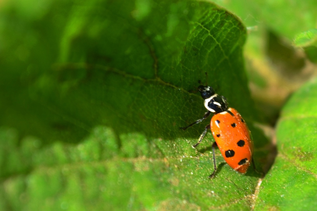 Lady Bug by mariaostrowski