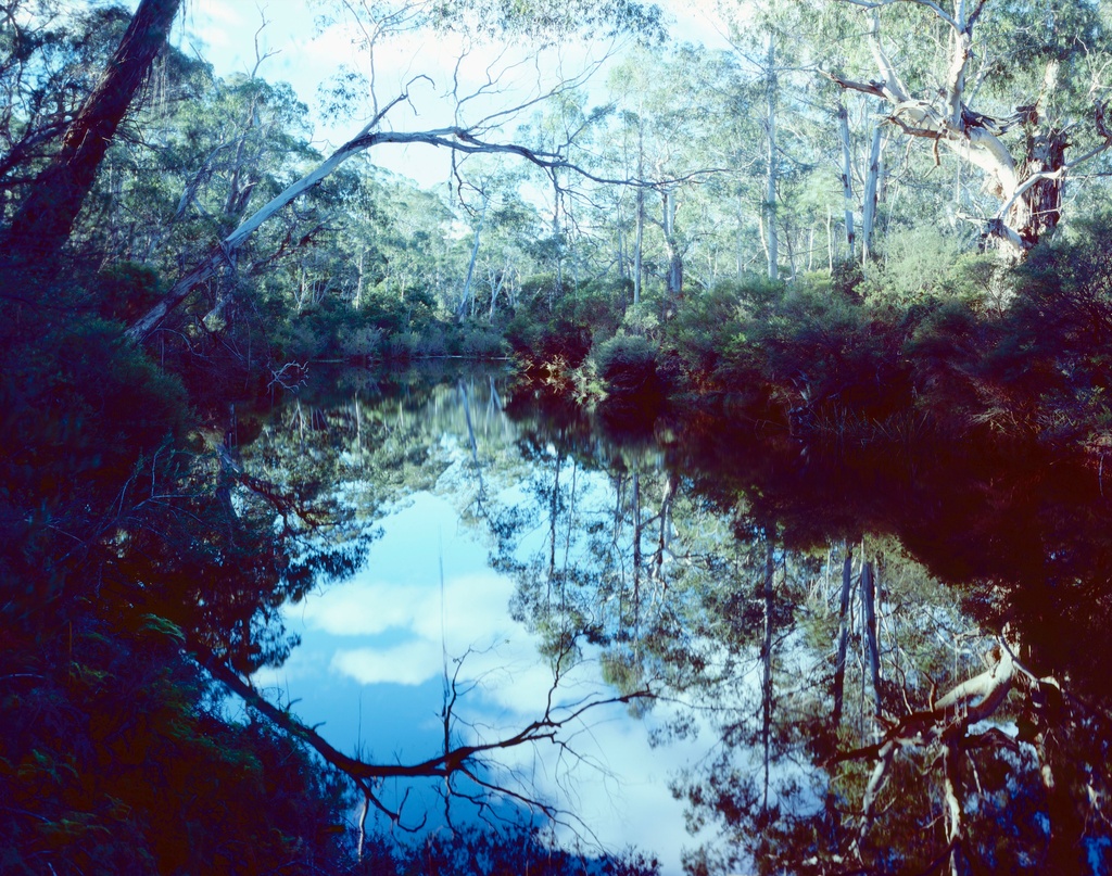 Bush reflections by peterdegraaff