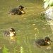 Ducklings by oldjosh