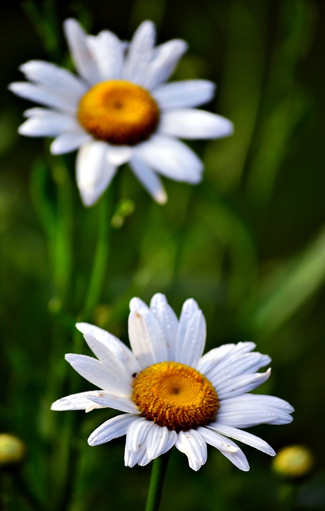 Daisies by soboy5