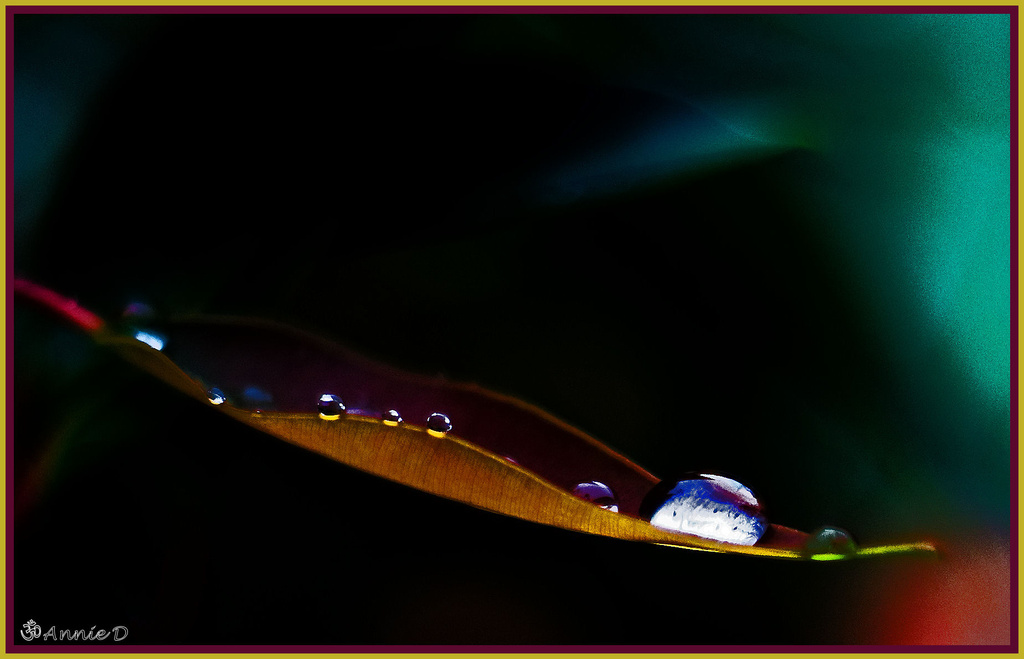 Raindrops on a Single Leaf by annied