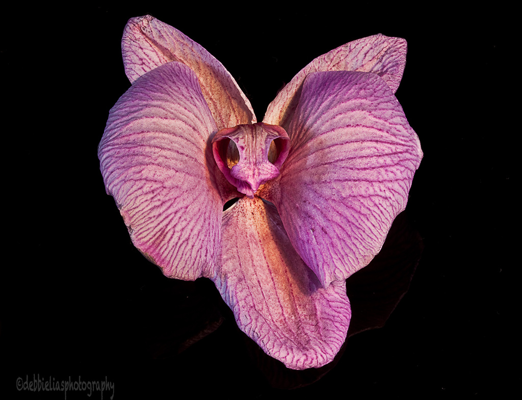 24.6.13 Mythical Orchid by stoat