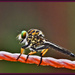 Robber Fly by annied